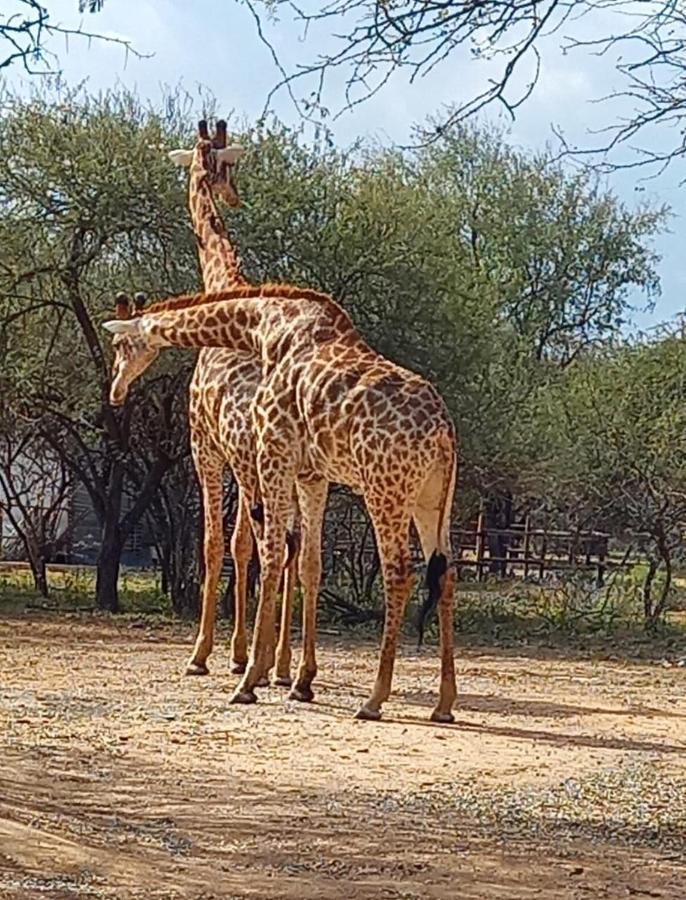 Kudus Crest Bush Retreat Apartment Marloth Park Bagian luar foto