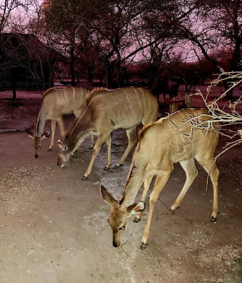 Kudus Crest Bush Retreat Apartment Marloth Park Bagian luar foto