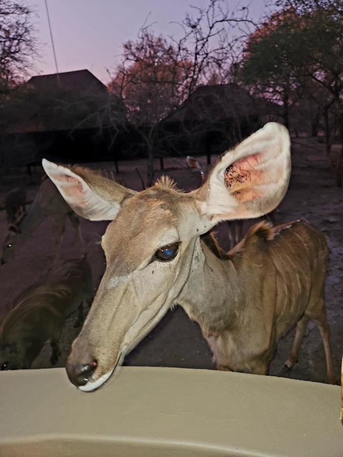 Kudus Crest Bush Retreat Apartment Marloth Park Bagian luar foto